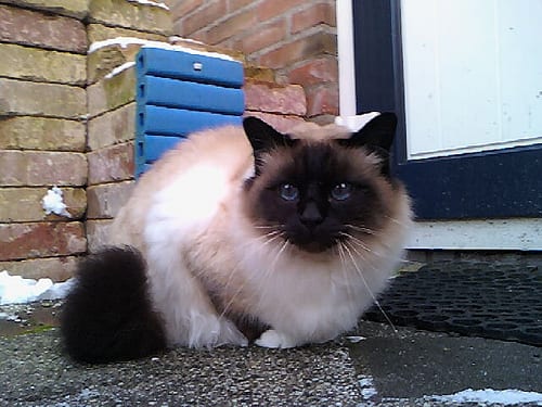 Lost Birman orange tabby named Jasper in Edmonton