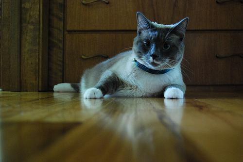 Lost Birman tortoiseshell named Toby in Québec City