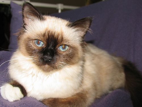 Lost Birman tabby named Salem in Prince George