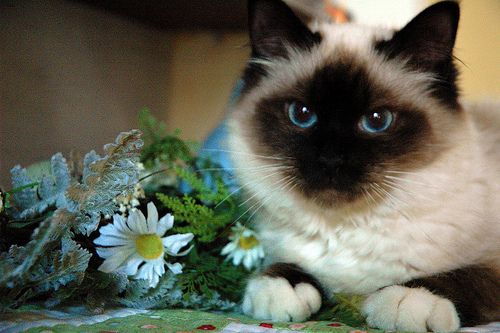 Lost Birman calico named Lily in Waterloo