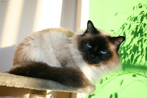 Lost Birman grey tabby named Oreo in Hamilton