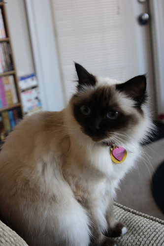 Oreo
