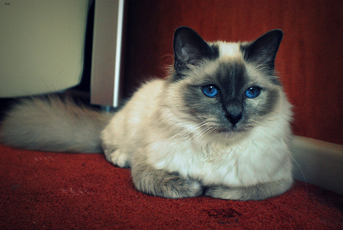 Lost Birman orange tabby named Jasper in Rimouski