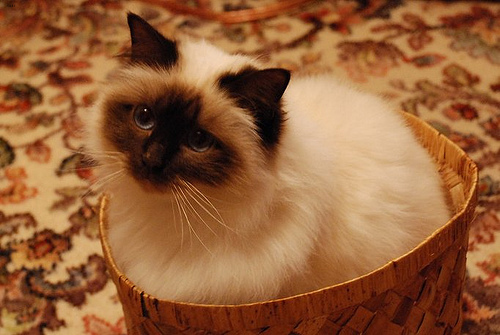 Mittens