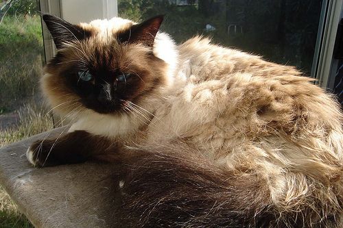 Lost Birman black named Felix in West Vancouver