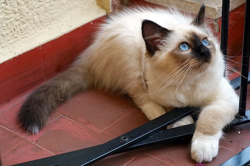 Lost Birman grey tabby named Cleo in Gatineau