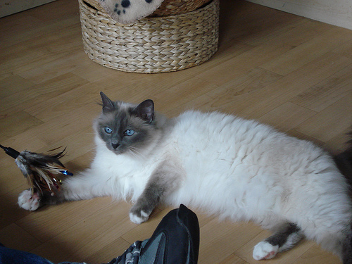 Jasper