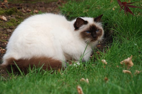 Lost Birman calico named Smokey in Calgary