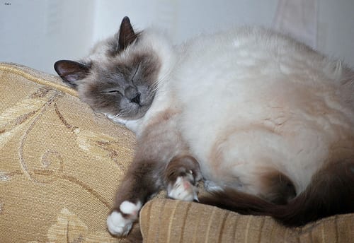 Lost Birman cream named Cleo in Winkler