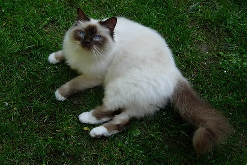 Lost Birman orange tabby named Sophie in Edmonton