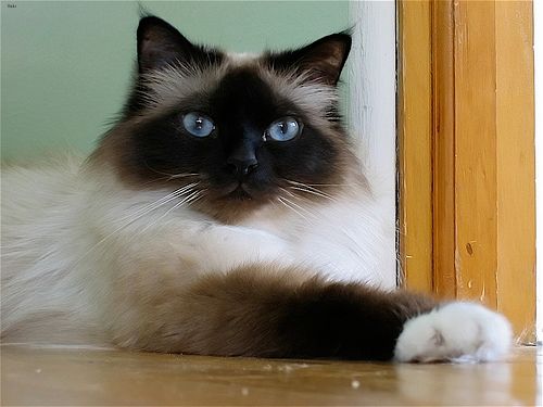 Lost Birman calico named Misty in Surrey