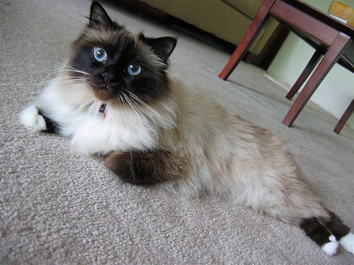 Lost Birman orange tabby named Oscar in Georgina