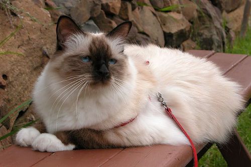 Lost Birman grey tabby named Mittens in Calgary
