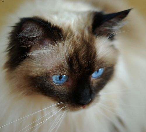 Lost Birman calico named Salem in Edmonton