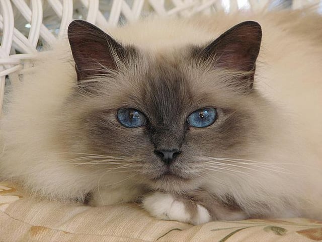 Lost Birman cream named Oreo in Toronto