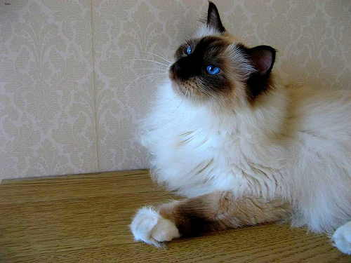 Lost Birman orange tabby named Jasper in Toronto