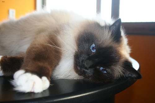 Lost Birman tabby named Lily in Victoria