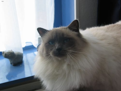 Lost Birman calico named Willow in Summerside