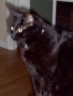 Lost Bombay calico named Mittens in Yorkton