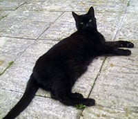 Lost Bombay cream named Cleo in Squamish