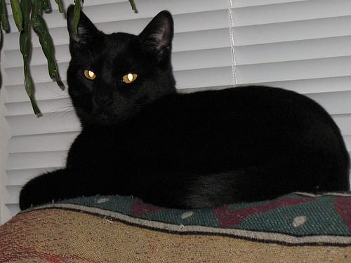 Lost Bombay grey named Pumpkin in Morden
