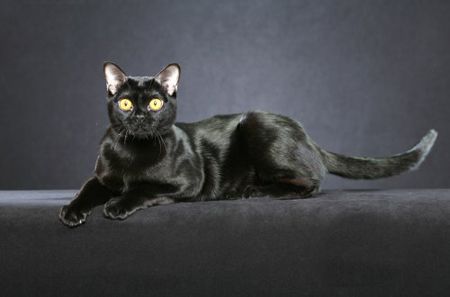 Lost Bombay black and white named Willow in Mission