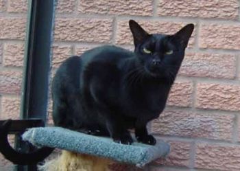 Lost Bombay grey tabby named Toby in Calgary