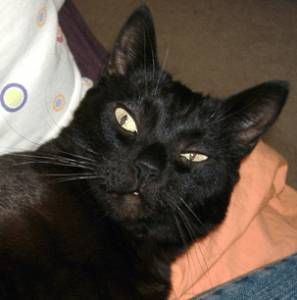 Lost Bombay white named Pumpkin in Hamilton