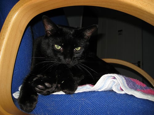 Lost Bombay black named Oscar in Port Moody