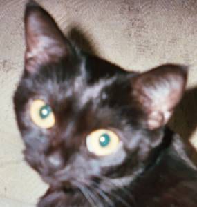 Lost Bombay black named Binx in Delta