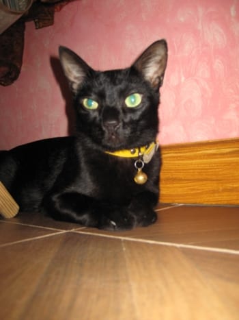 Lost Bombay calico named Smokey in Montréal