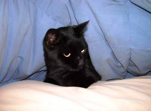 Lost Bombay tabby named Chloe in Winnipeg