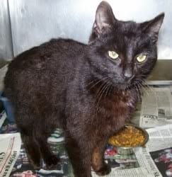 Lost Bombay black and white named Tiger in Niagara Falls