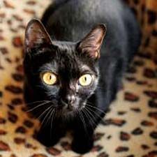 Lost Bombay cream named Willow in Repentigny