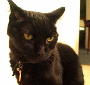 Lost Bombay black and white named Sophie in Kingston