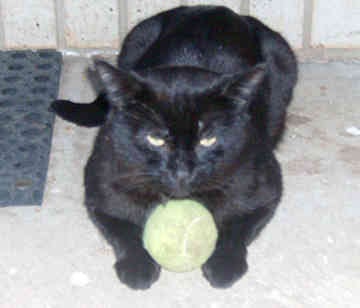 Lost Bombay grey tabby named Oscar in Lloydminster