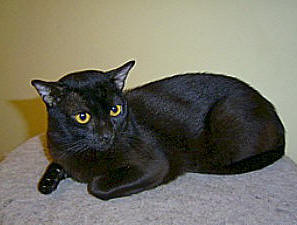 Sophie