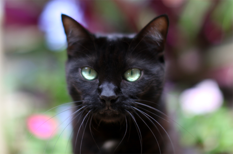 Lost Bombay black named Smokey in Québec City