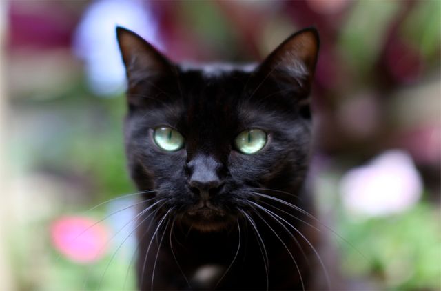 Lost Bombay black named Oreo in Estevan