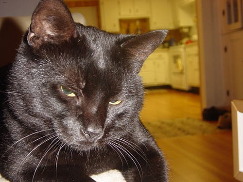Lost Bombay orange tabby named Oreo in Airdrie