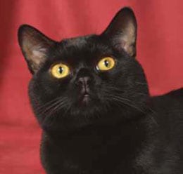Lost Bombay cream named Sophie in Innisfil