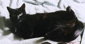 Lost Bombay grey named Tiger in Martensville