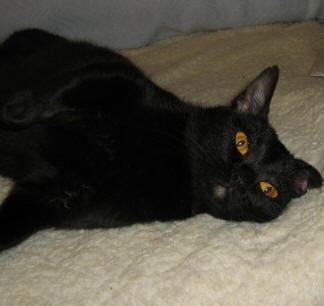 Lost Bombay grey named Misty in Burlington