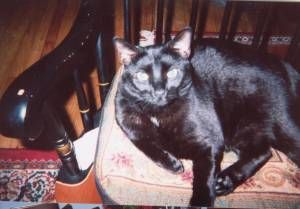 Lost Bombay grey named Cleo in Prince Albert