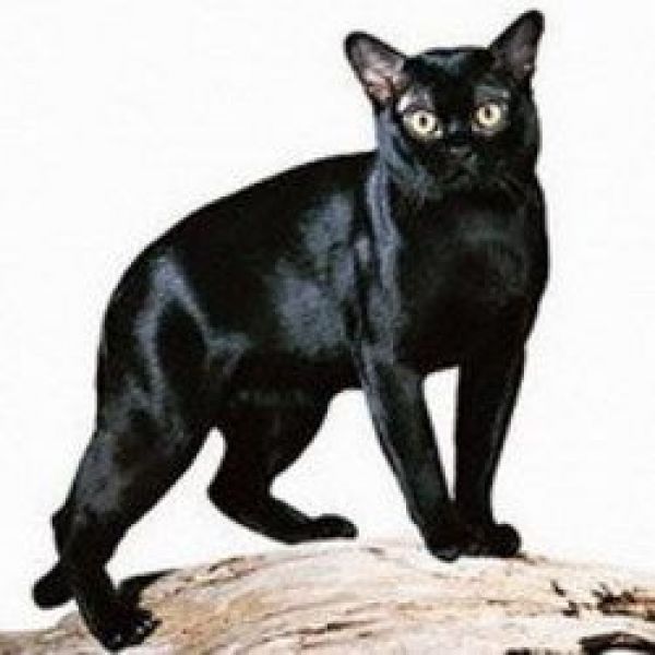 Lost Bombay grey named Cleo in Regina