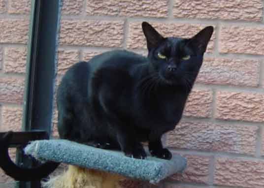 Lost Bombay calico named Smokey in Ajax