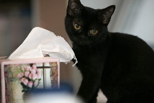 Lost Bombay black and white named Penny in Mississauga