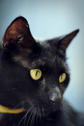 Lost Bombay cream named Ginger in Kentville