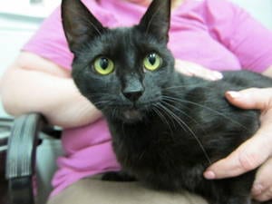 Lost Bombay tortoiseshell named Pumpkin in Summerside