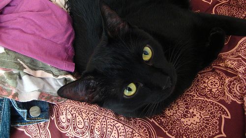 Lost Bombay grey tabby named Biscuit in Beaumont